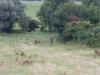 Rikske-20080810174727